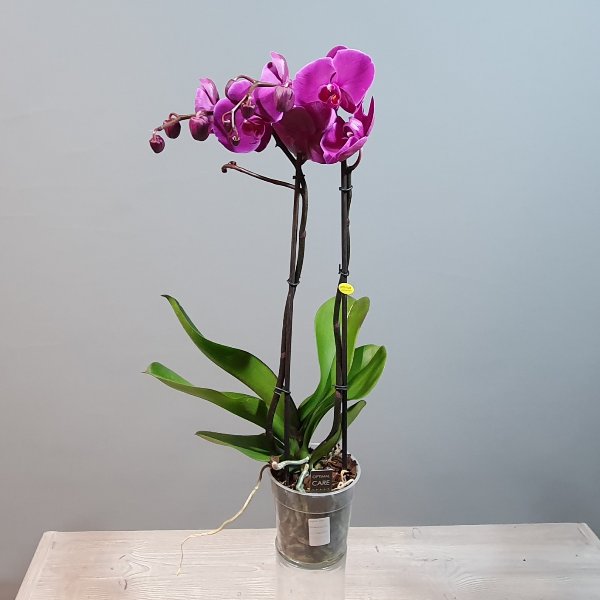 Orchideen zwei rispig Bild 2