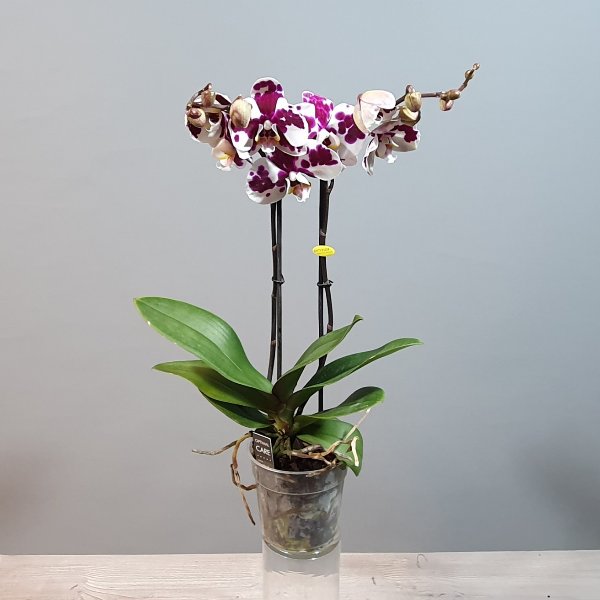 Orchideen zwei rispig Bild 3