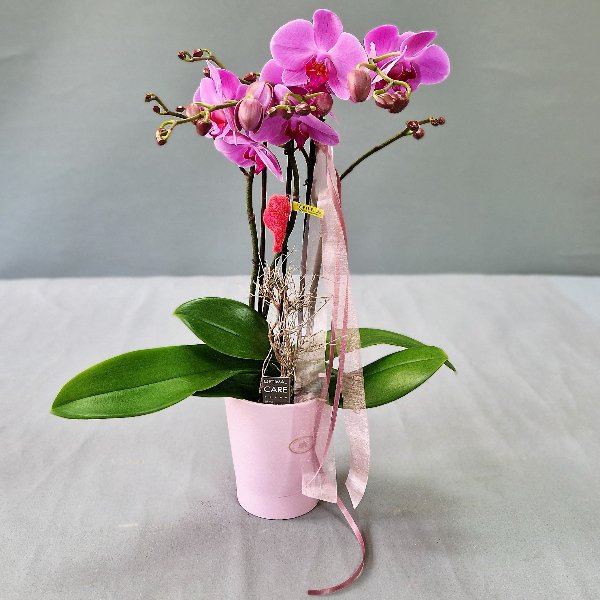 Hab dich lieb-Orchidee Bild 1