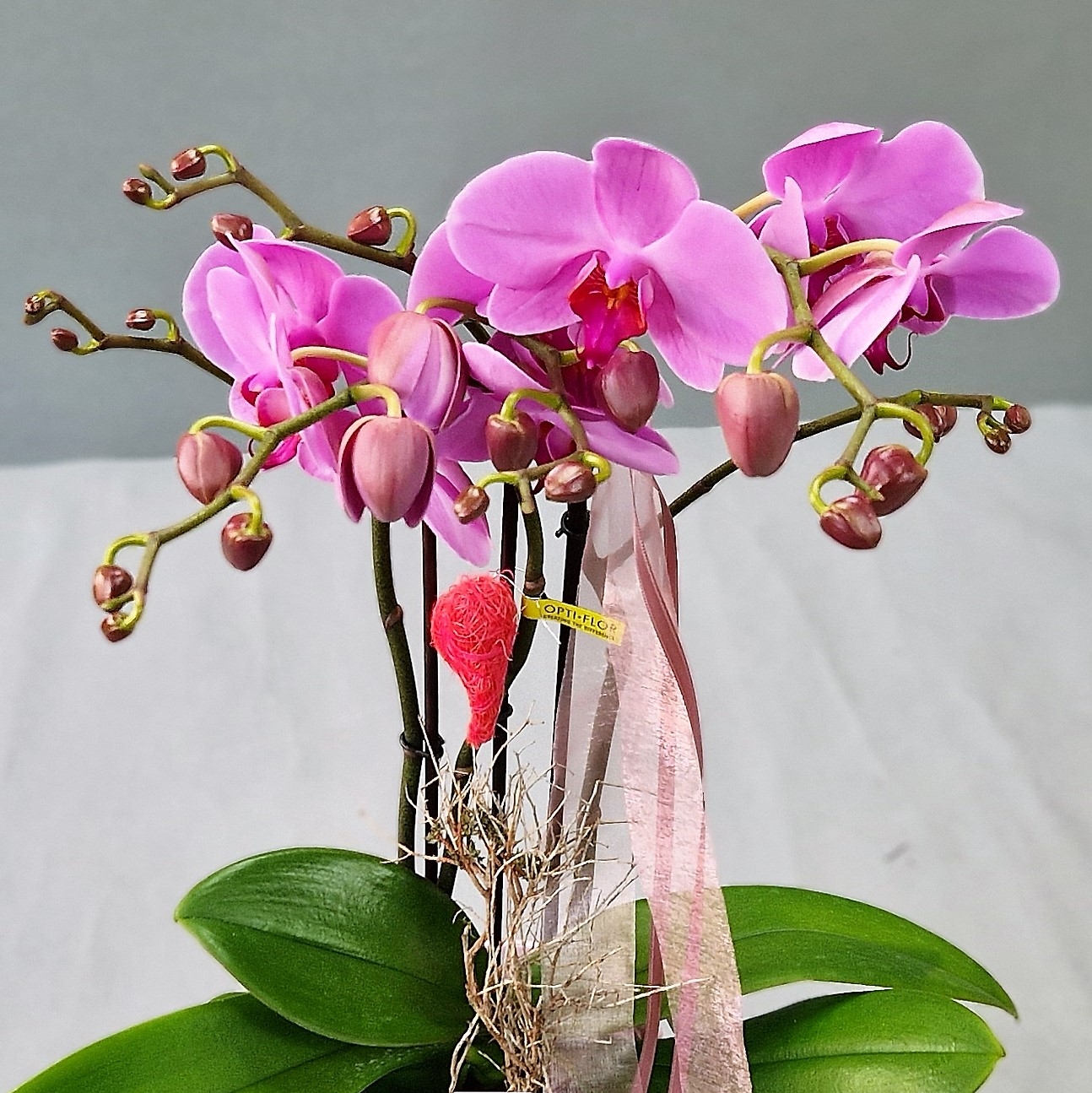 Hab dich lieb-Orchidee Bild 2